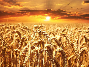 B 3 wheat-field-wheat-cereals-grain-39015