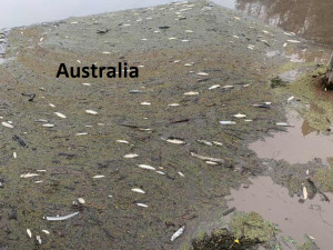 C 34 dead fish australia