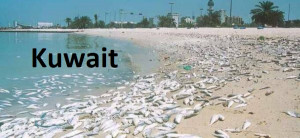 C 40 a Dead fish Kuwait