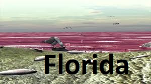 C 49 n Florida