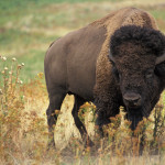 D 20 American_bison_k5680-1