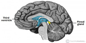 Anatomical-Position-of-the-Pineal-Gland